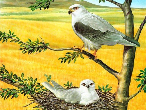 Spielen Birds of Prey Puzzle Spiel