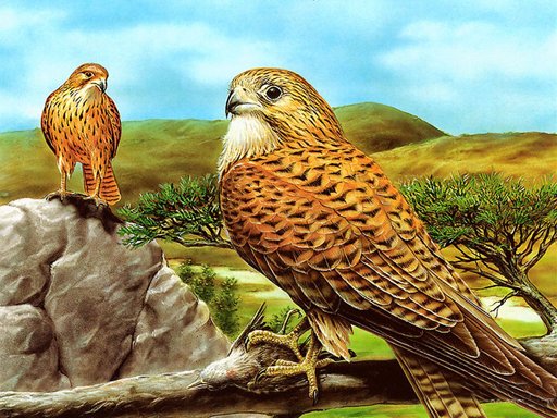Spielen Birds of Prey Slide Spiel