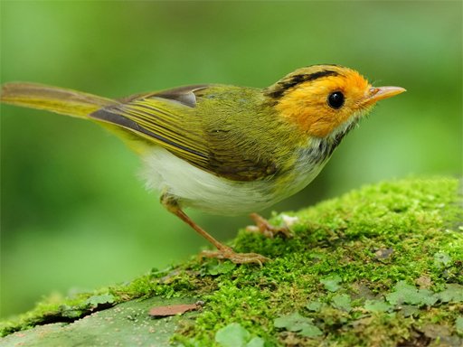 Spielen Birds Slide Spiel