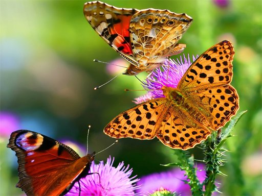 Spielen Butterfly Slide Spiel