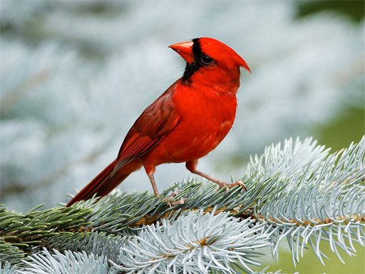 Spielen Birds Puzzle Spiel